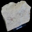 Brittle Star Mortality Plate - Solnhofen Limestone #6141-2